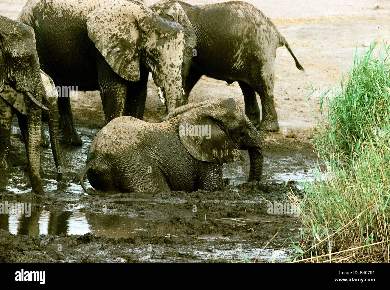 Zoologia / animali, mammifero / di mammifero, Elephantidae, Bush africano Elefante africano (Loxodonta africana), allevamento di balneazione in fango, Namibia, d Foto Stock