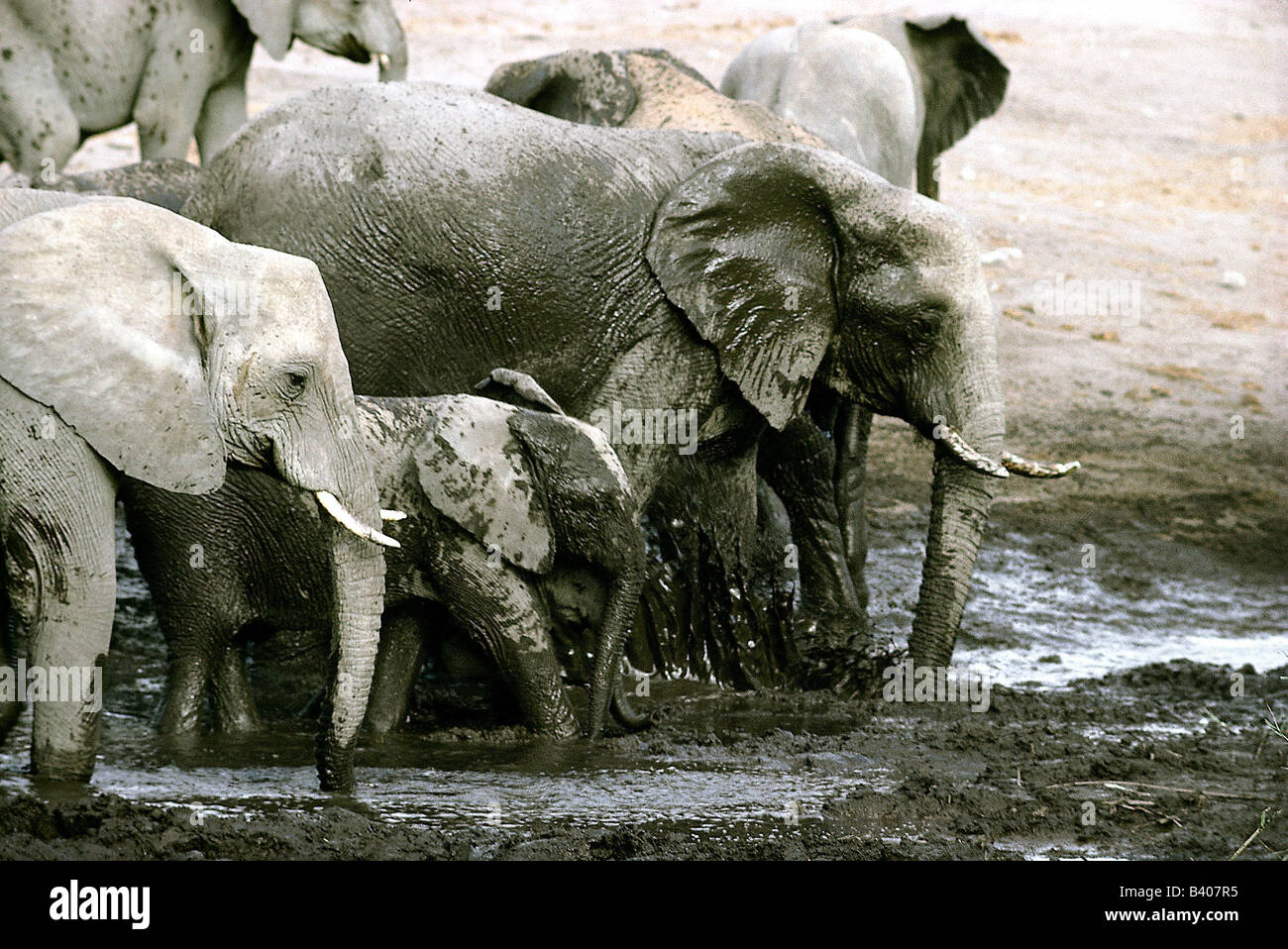 Zoologia / animali, mammifero / di mammifero, Elephantidae, Bush africano Elefante africano (Loxodonta africana), allevamento di balneazione in fango, Namibia, d Foto Stock