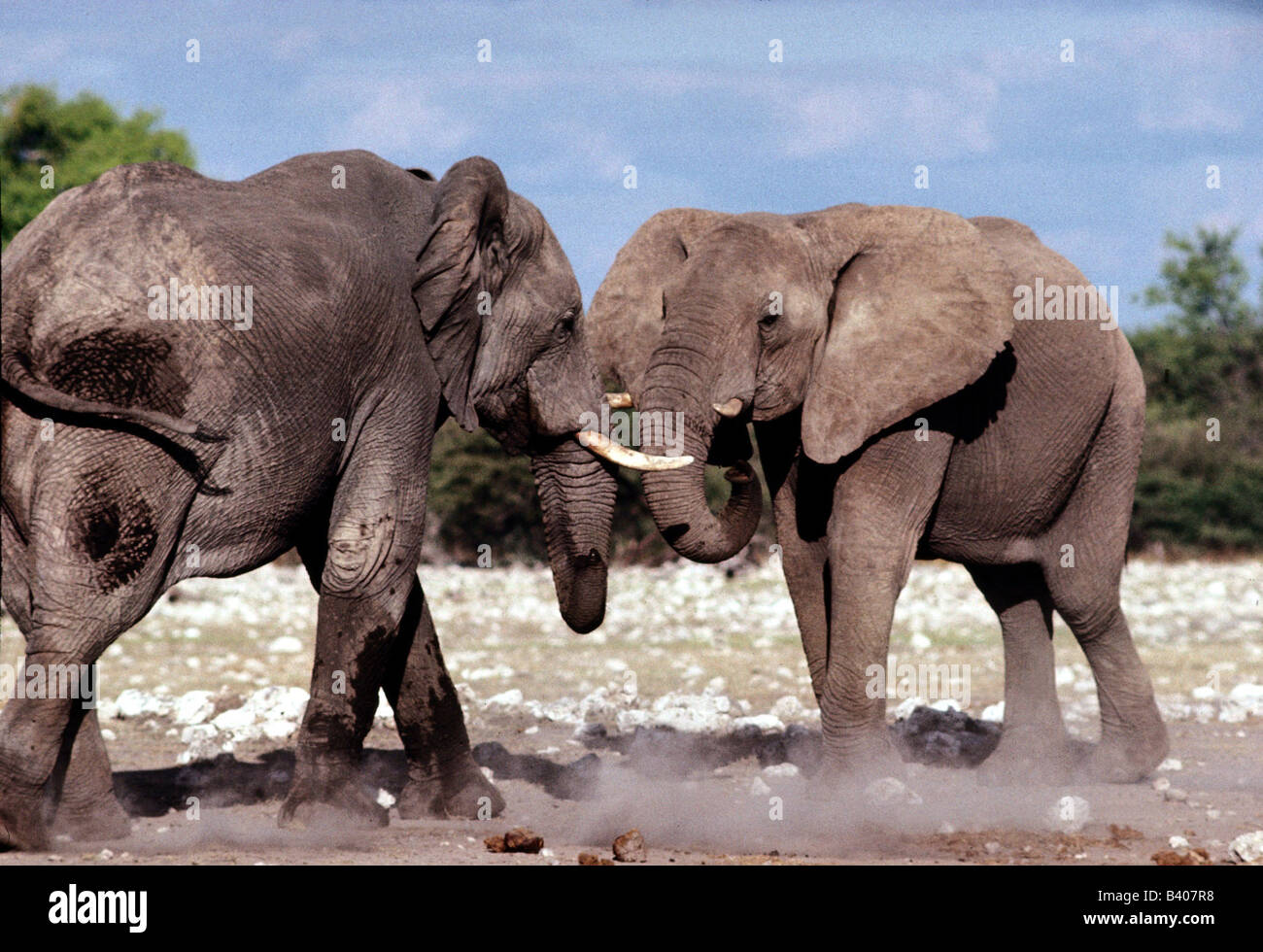 Zoologia / animali, mammifero / di mammifero, Elefanti Elefante africano (Loxodonta africana), la lotta contro gli elefanti, animale, Elephantid Foto Stock