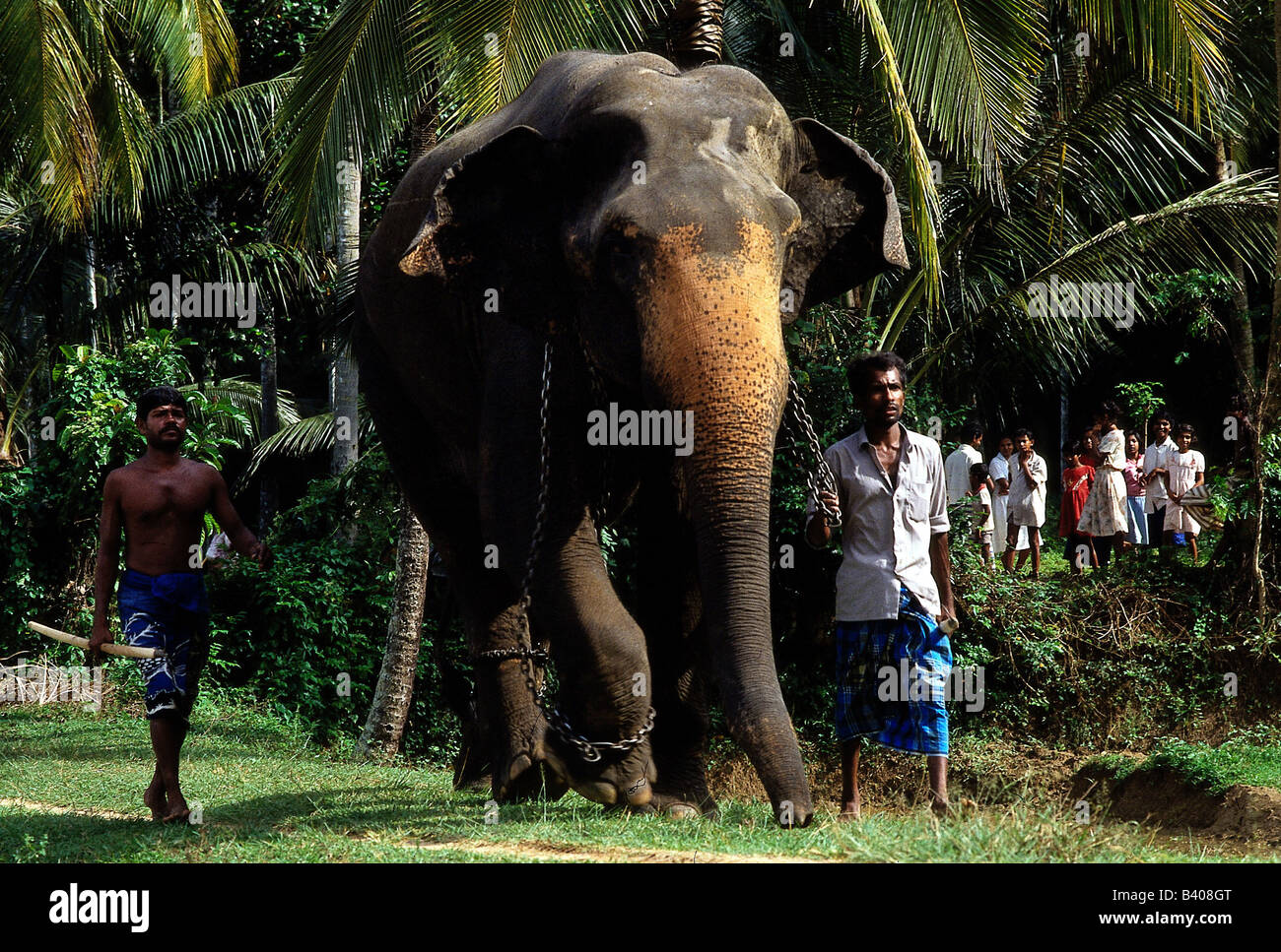 Zoologia / animali, mammifero / di mammifero, Elefanti Elefante asiatico, (Elephas maximus), lavorando elefante, Sri Lanka, elefante schoo Foto Stock