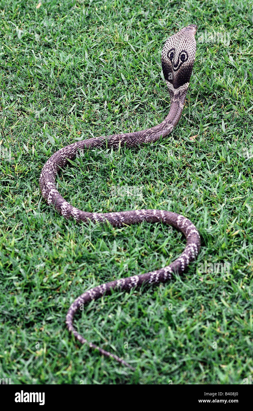 Zoologia / Animali, rettili e serpenti, Indian Cobra, (Naja naja), strisciando nel prato, distribuzione: Asia centrale verso la Cina, Malaysi Foto Stock