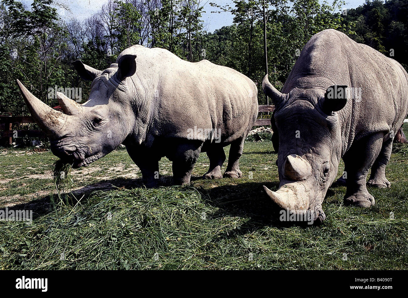 Zoologia, mammifero / di mammifero, Rhinocerotidae, quadrato a labbro rinoceronte (Ceratotherium simum), due animali mangiare, distribuzione: Foto Stock