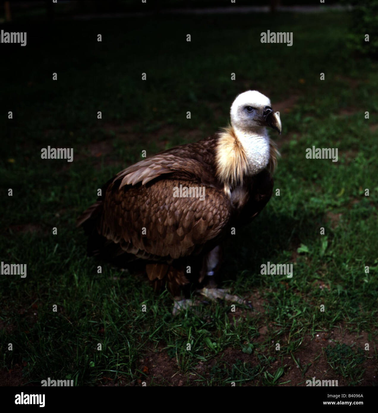 Zoologia / animali, uccelli / uccelli, avvoltoio grifone (Gyps fulvus), cub in piedi in erba, distribuzione: Europa meridionale, settentrionale Foto Stock