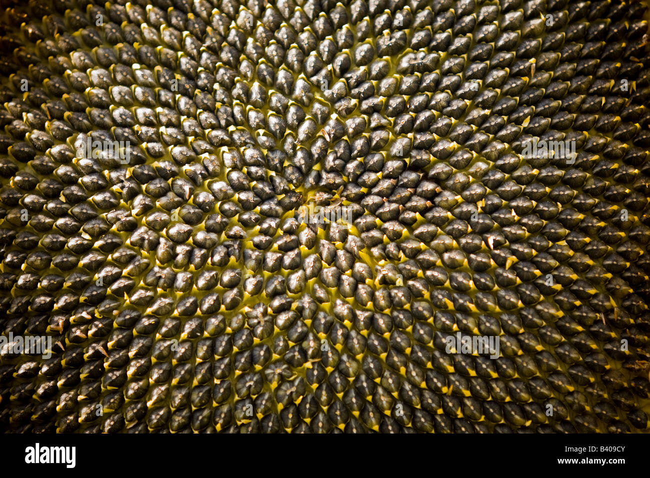 Un close-up di un cuore di fiori di girasole (Helianthus annuus). Gros plan du Coeur d'une fleur de tournesol (Helianthus annuus). Foto Stock