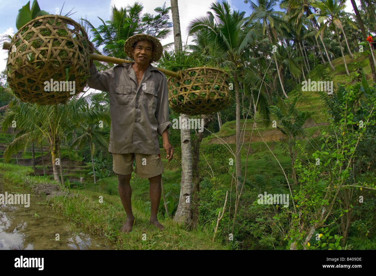 Un agricoltore di raccolti di riso in terrazze di riso di Ubud Bali Foto Stock