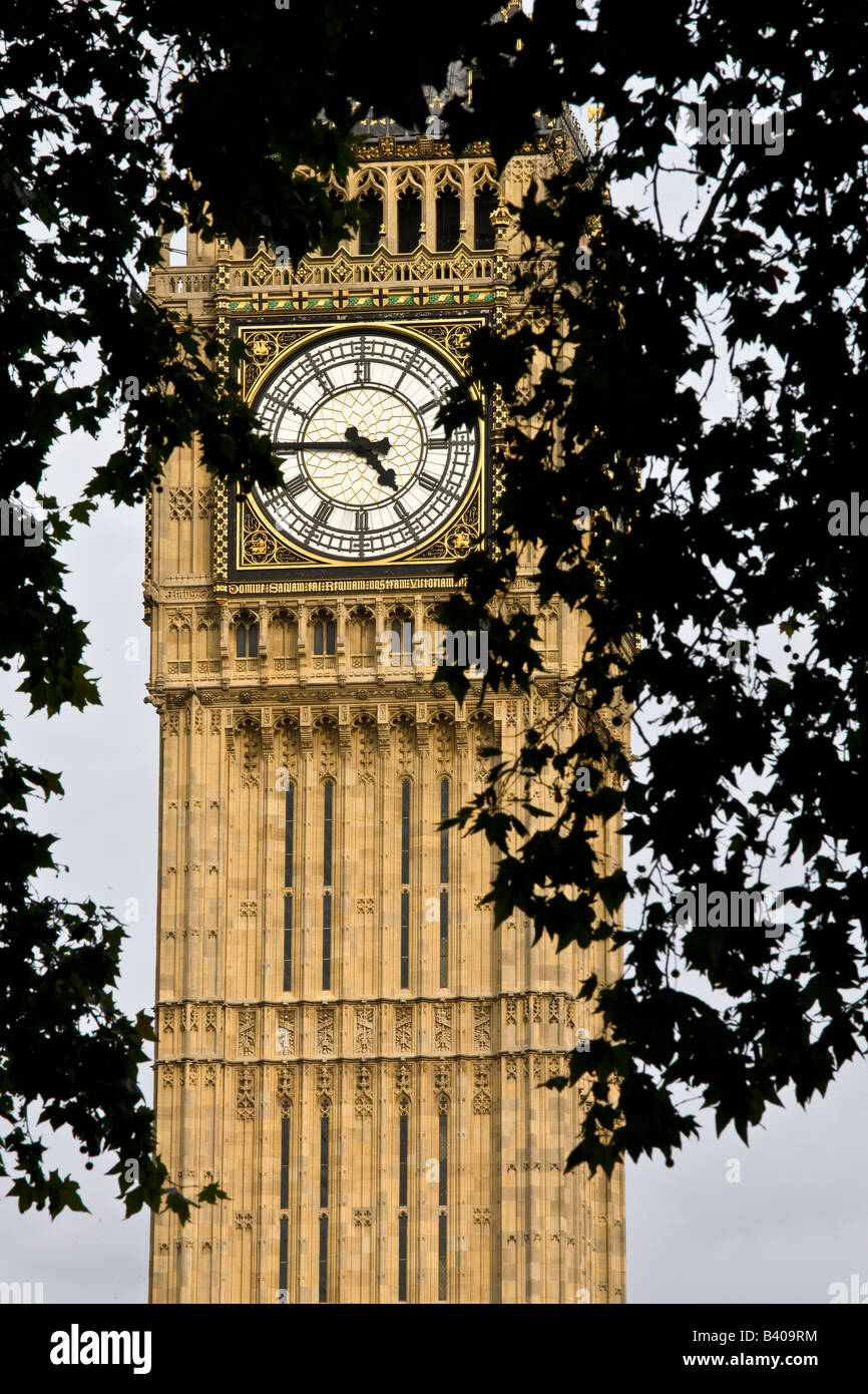 Big Ben Londra UK con Lime Tree fogliame in primo piano Foto Stock