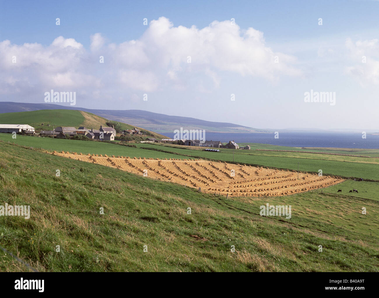 dh EVIE ORKNEY Hayfield agricoltura rurale scozia campo raccolto regno unito fattoria terra isole campi estivi gran bretagna campagna agricola paesaggio Foto Stock