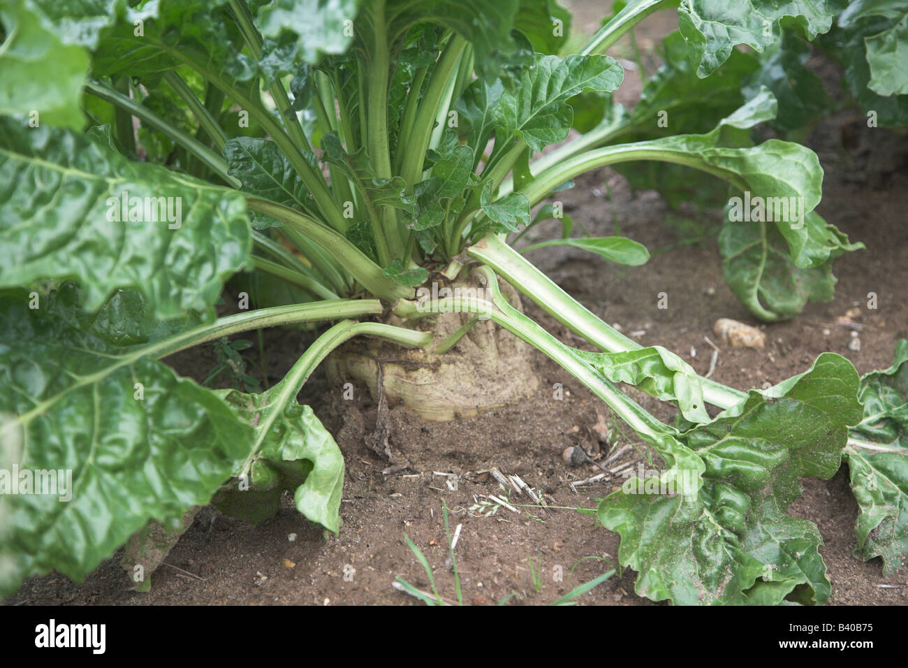 La barbabietola da zucchero di crescita della pianta nel suolo Foto Stock
