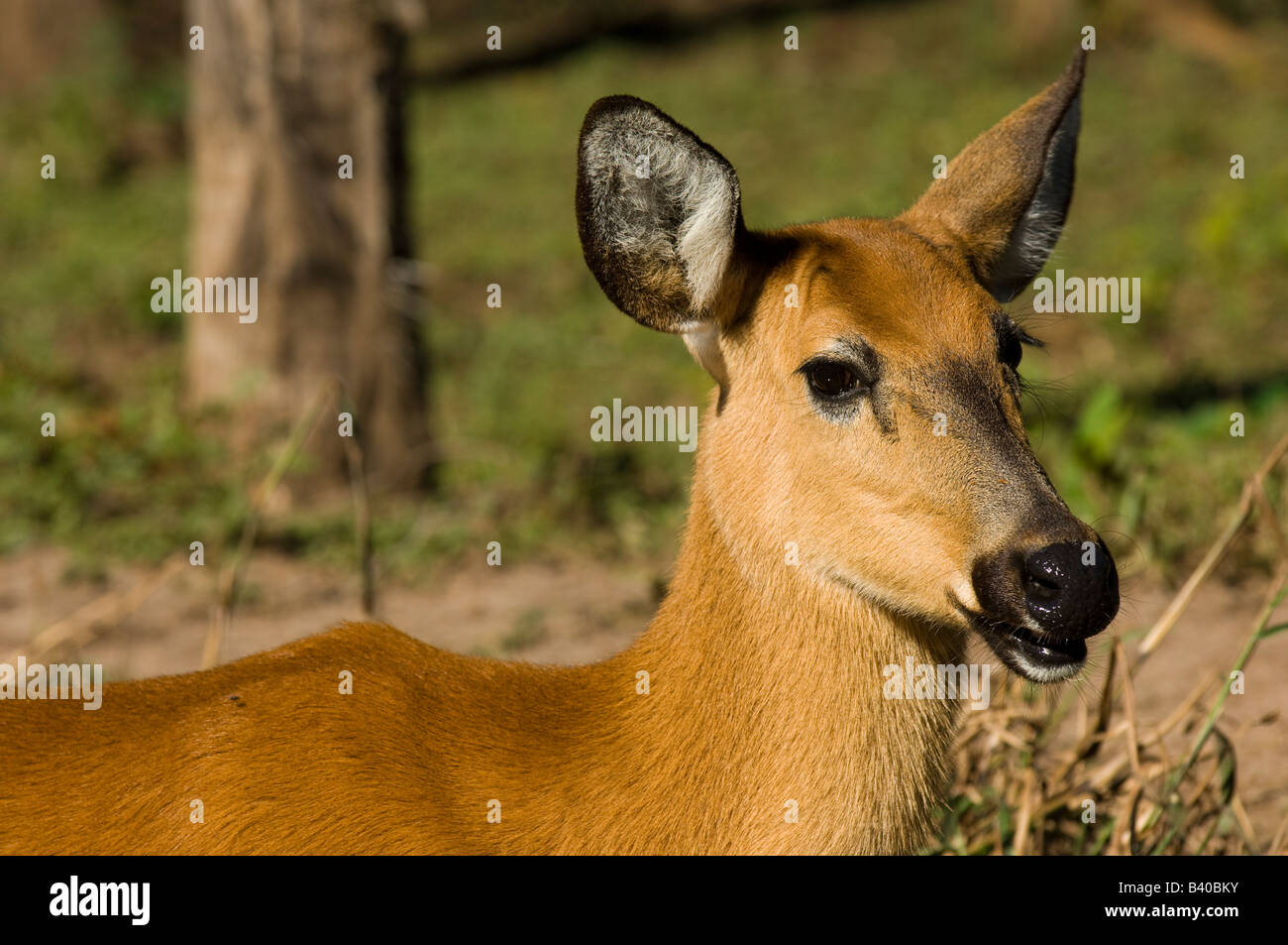 Captive Pampa Deer Ozotoceros bezoarticus nel Mato Grosso do Sul in Brasile Foto Stock