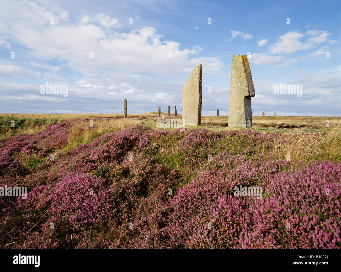 dh pietre in piedi ANELLO neolitico DI BRODGAR ORKNEY Purple Heather Scozia patrimonio mondiale dell'unesco siti di età della pietra regno unito Foto Stock