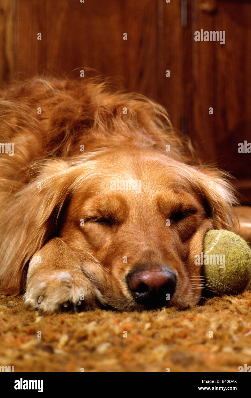 Il Golden Retriever cane dorme con un vecchio, usurati, palla da tennis. Foto Stock