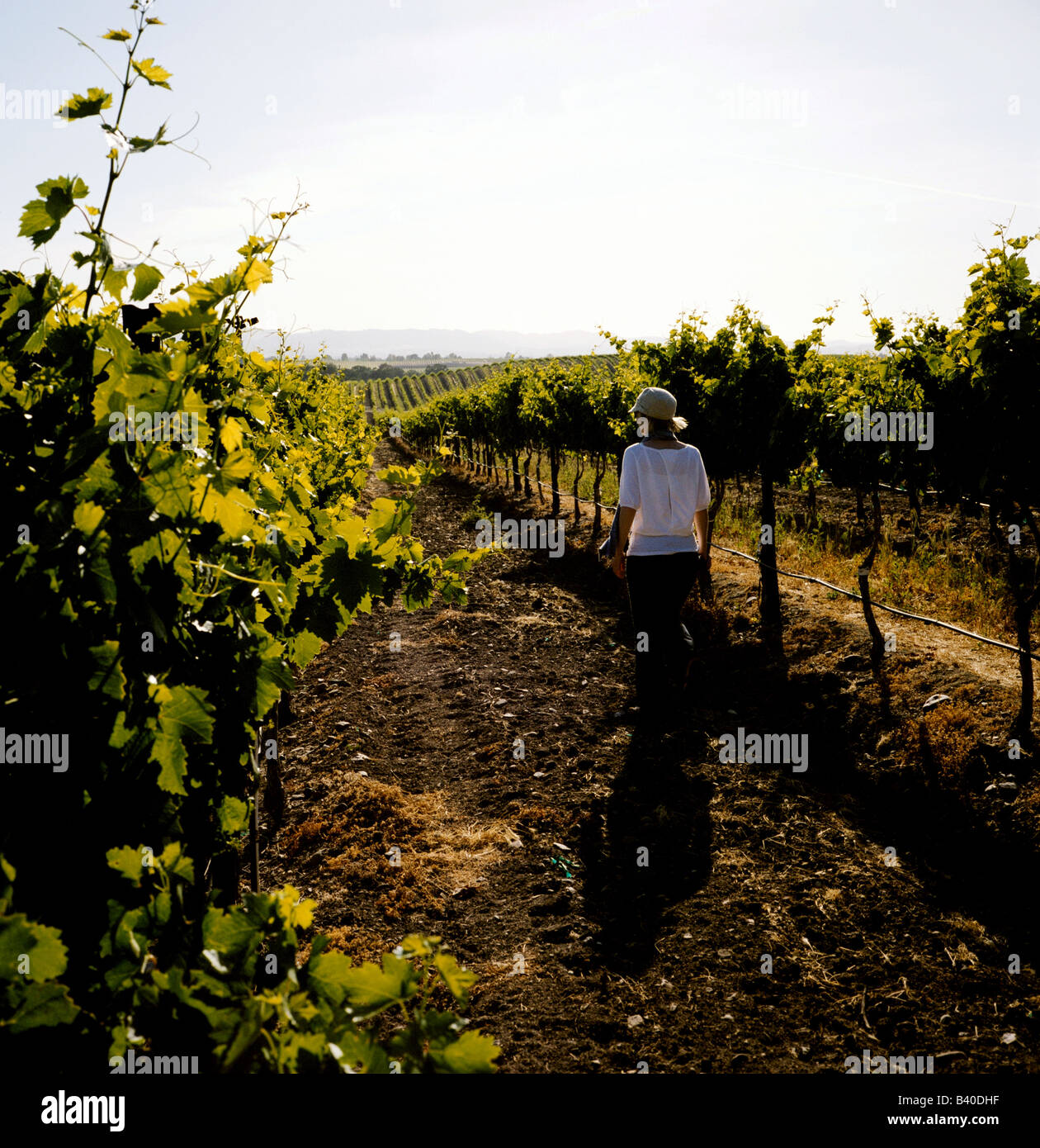 Una signora passeggiate attraverso vigneti nel Paso Robles California, parte della costa centrale regione dei vini. Foto Stock