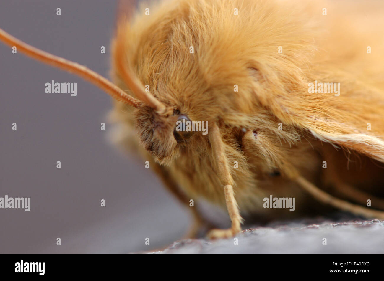 Una femmina di Oak Eggar moth Foto Stock