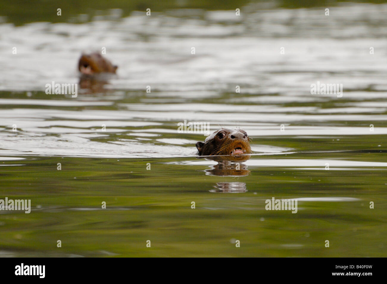 Gigante lontre di fiume Pteronura brasiliensis Foto Stock