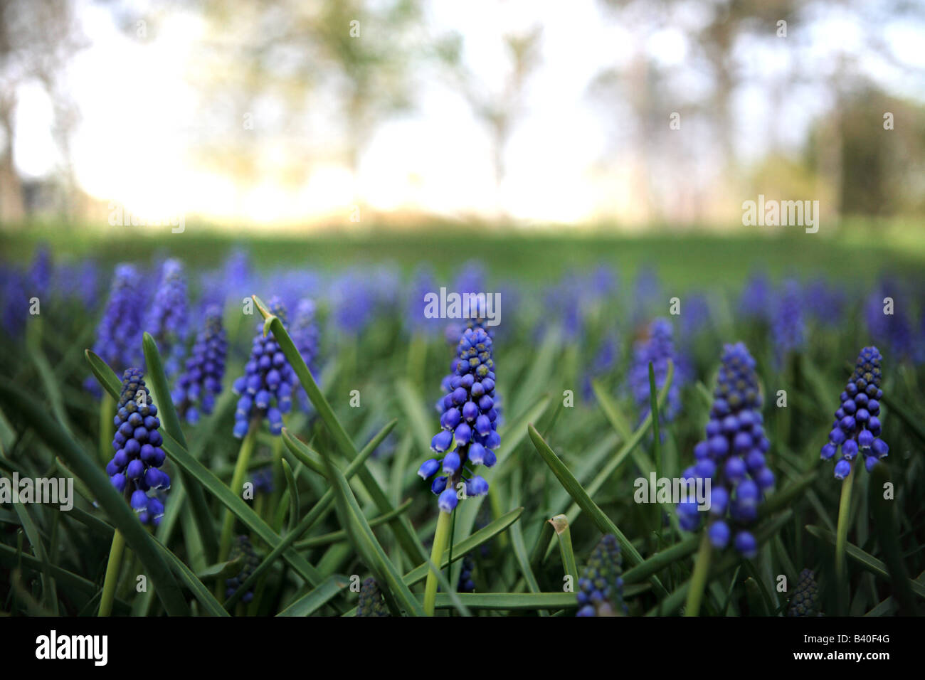 Giacinto di uva MUSCARI ARMENIACUM IN PRIMAVERA NEL NORD DELL'ILLINOIS USA Foto Stock