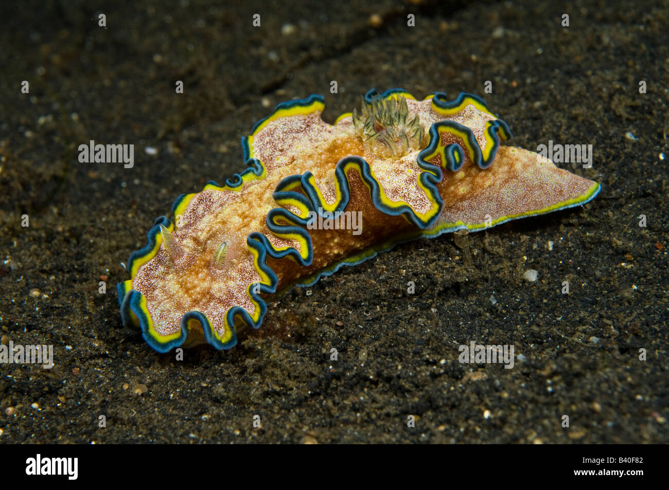 Nudibranch Chromodoris albopunctata nello stretto di Lembeh Indonesia Foto Stock