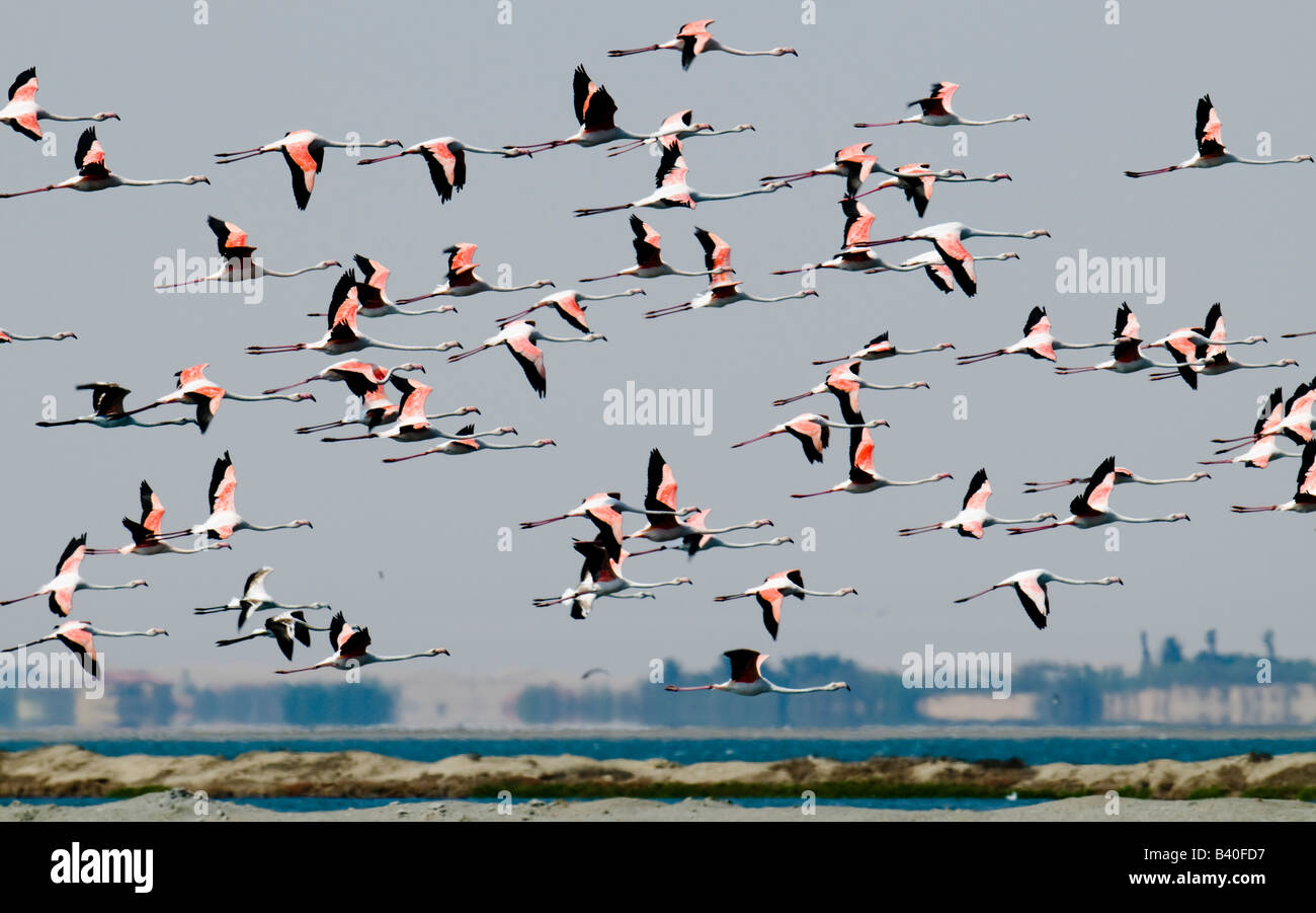 I fenicotteri, Walvis Bay i laghi di sale, Namibia. Questi laghi sono il sito di un grande impianto di sale, popolato da migliaia di fenicotteri Foto Stock