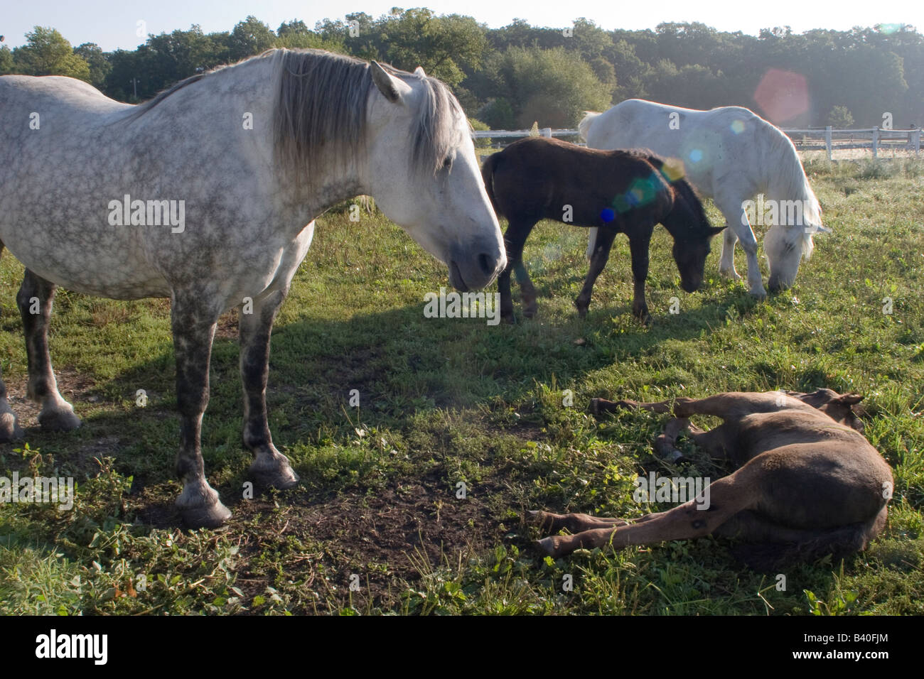 Quattro cavalli e puledri, Rosie, Ada, giugno e Ike all'Danada centro equestre in Wheaton, IL Foto Stock