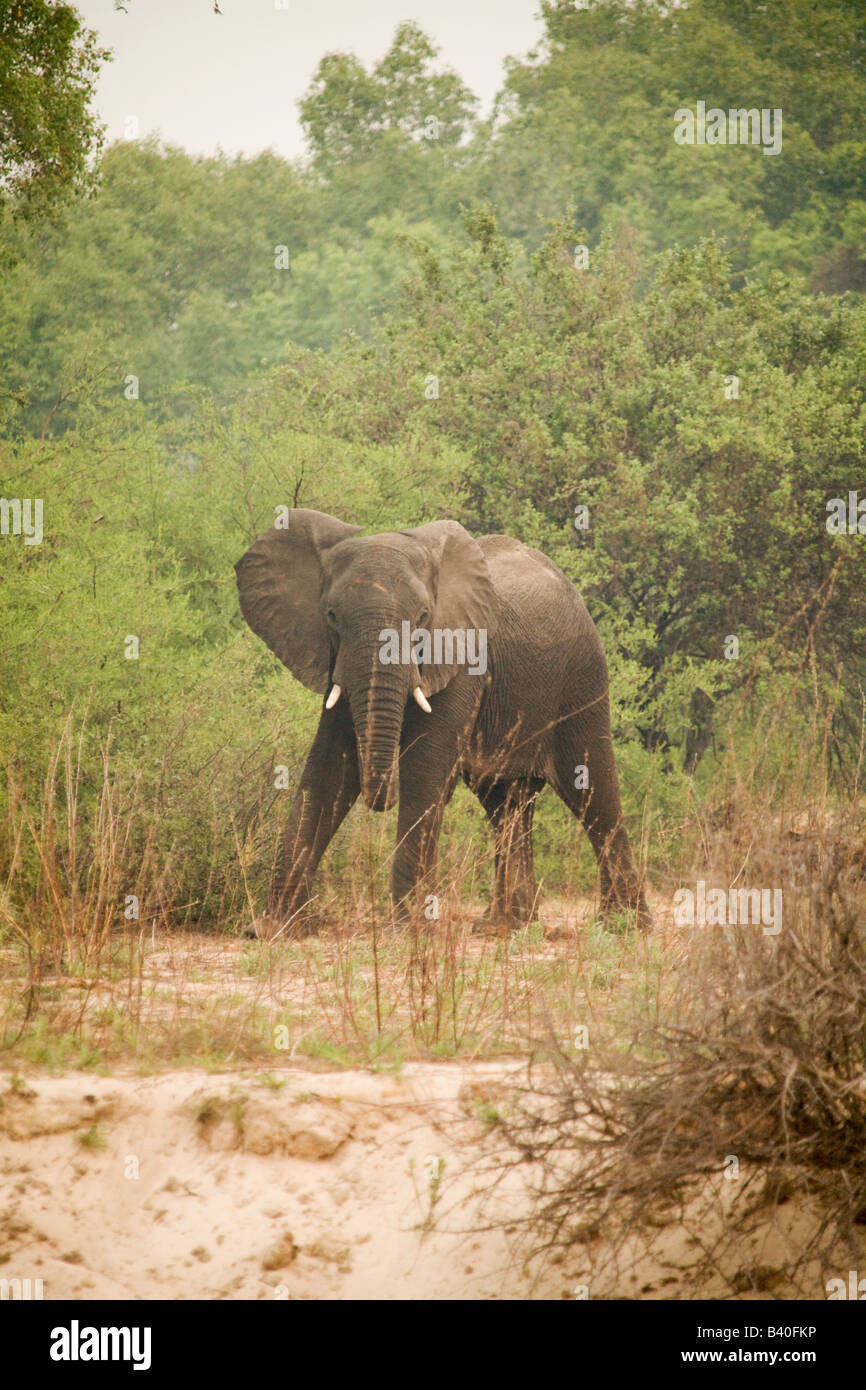 Grande elefante Mosi Oa Tunya National Park, Victoria Falls Livingstone,Africa Zambia Foto Stock
