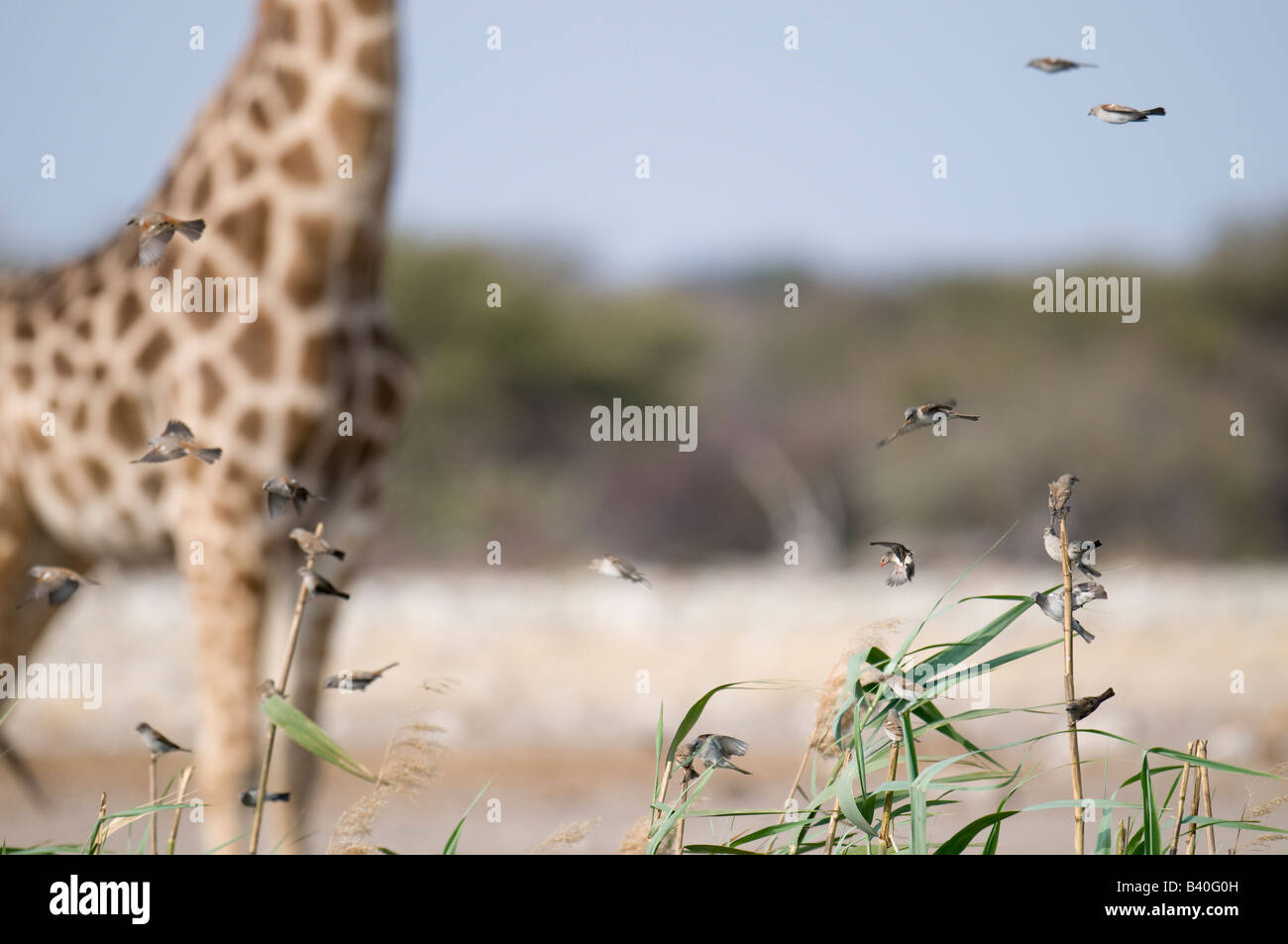 Uccelli Wydah (rosso rostri) da un wateringhole al quale bevanda gireaffes Foto Stock