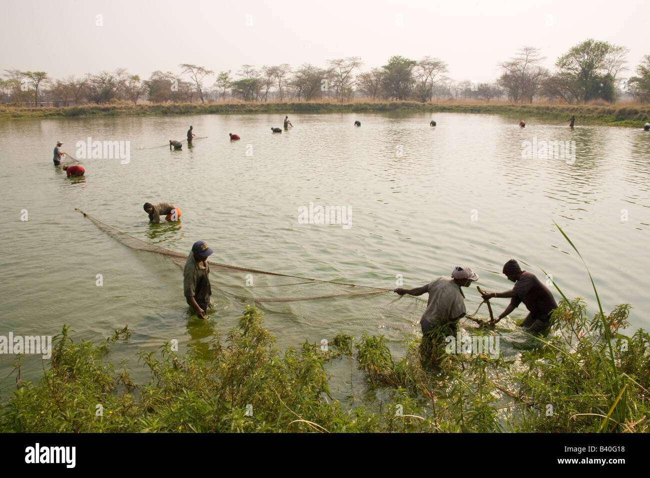 La raccolta di pesci di Tilapia da stagni a Kafuie pesca la integrato più grande di maiale e di allevamento ittico in Africa. Kafuie Africa Zambia Foto Stock