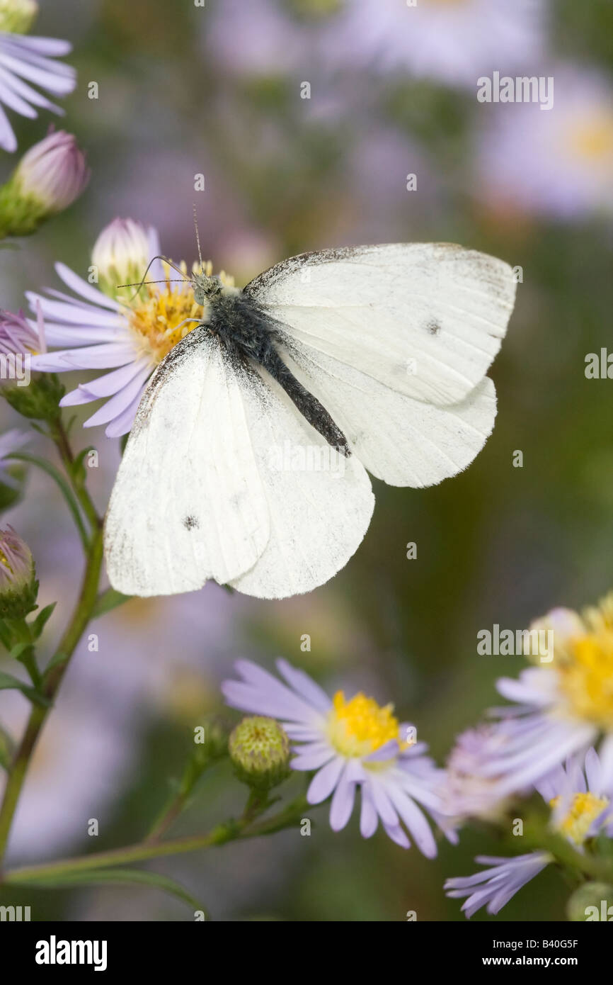 Piccola farfalla bianca Foto Stock