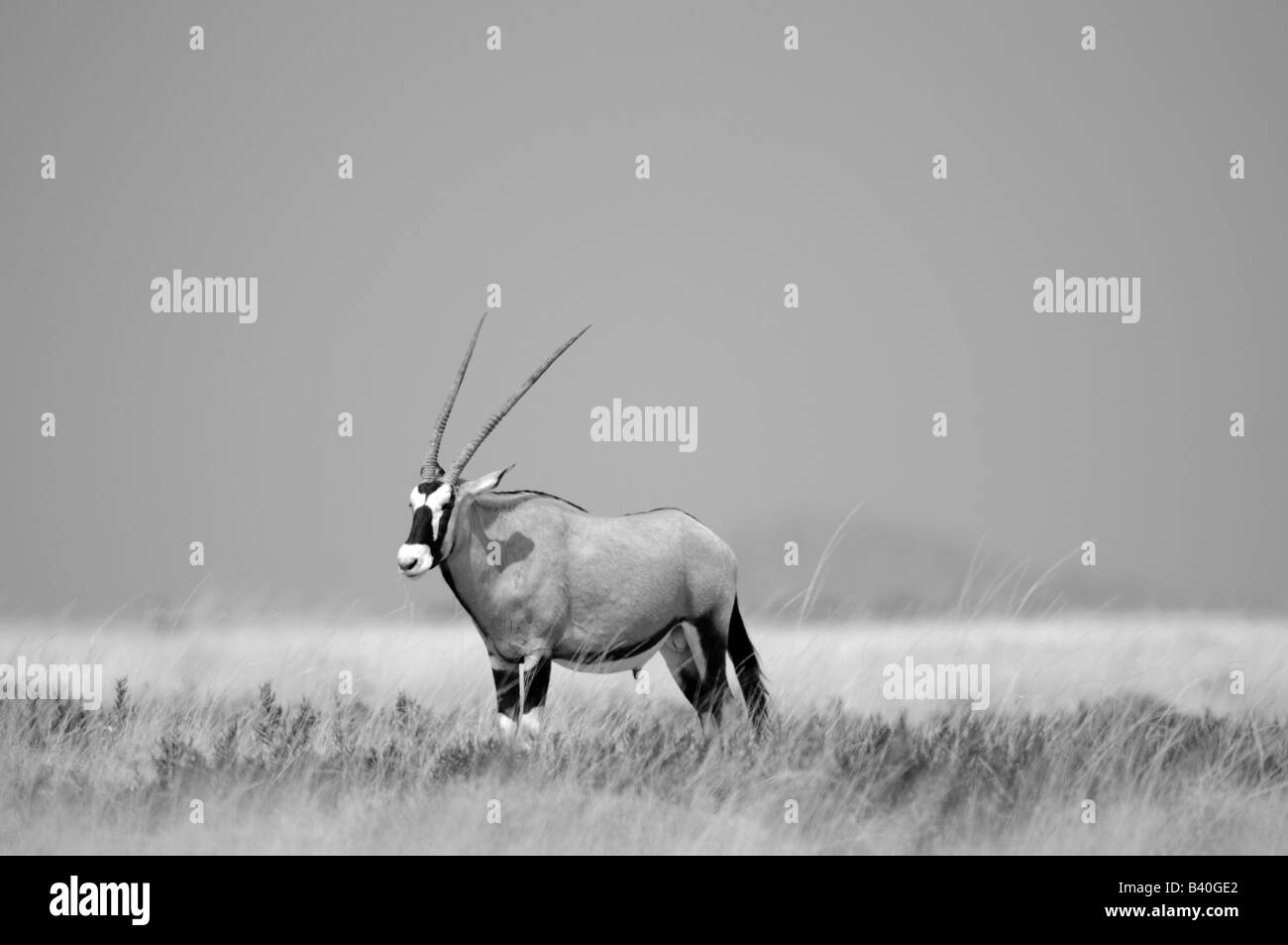 Gemsbok, Etosha, Namibia Foto Stock