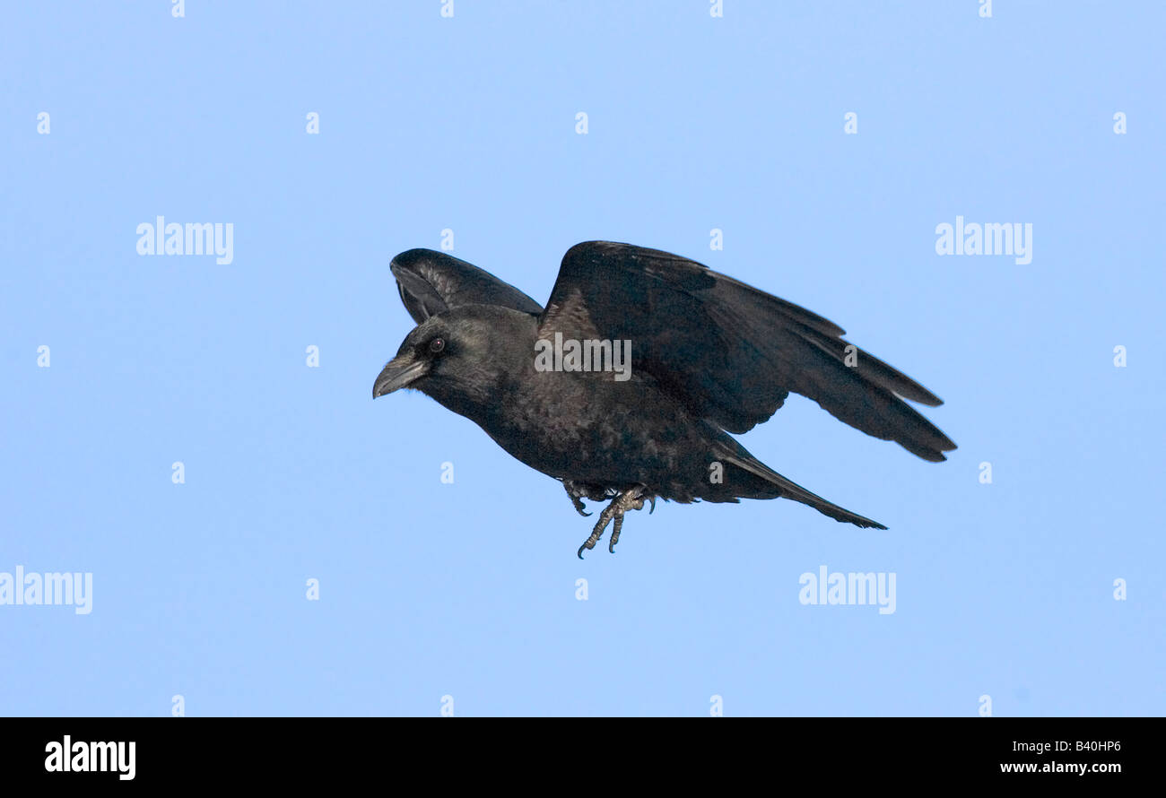 Northwestern Crow Corvus caurinus Homer Alaska Stati Uniti febbraio adulto in volo Corvidae Foto Stock