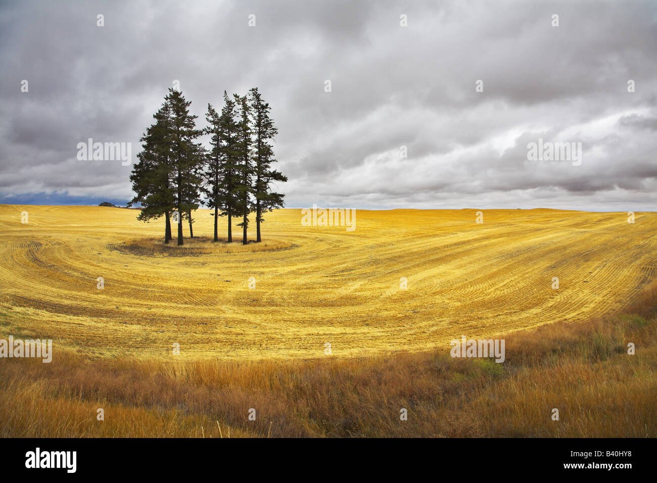 Un enorme campo e alcuni pini in Montana dopo un raccolto Foto Stock