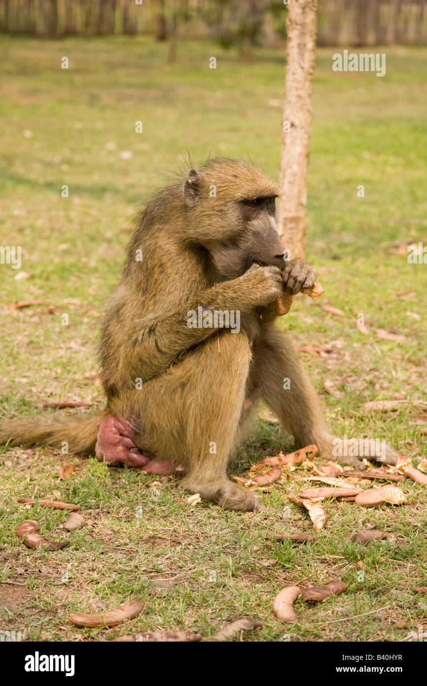 Babbuino mangiare semi Victoria falls Livingstone Zambia Africa Foto Stock
