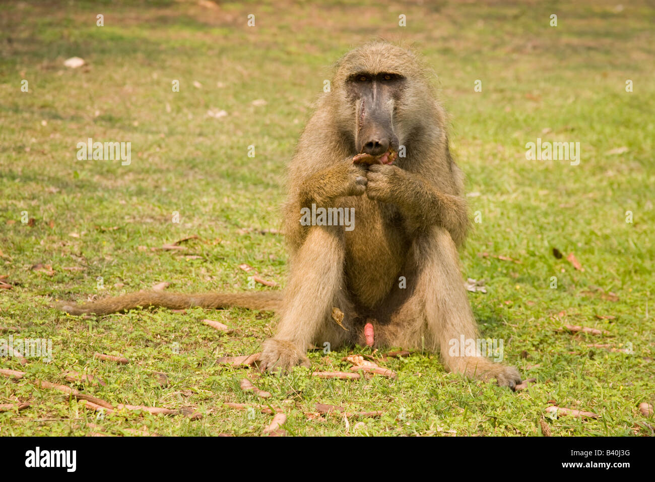Babbuino mangiare semi Victoria falls Livingstone Zambia Africa Foto Stock