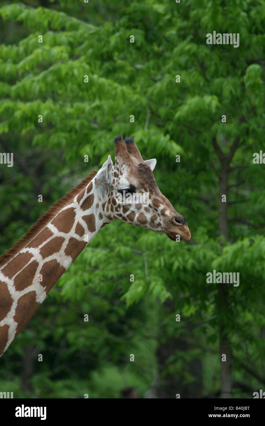 Giraffe poses immagini e fotografie stock ad alta risoluzione - Alamy
