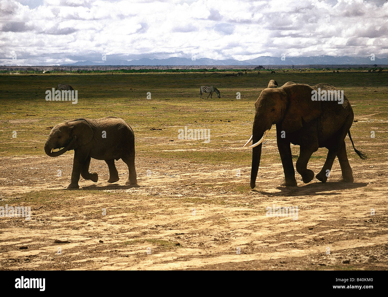 Zoologia / animali, mammifero / di mammifero, Elephantidae, Bush africano Elefante africano (Loxodonta africana), elefante con cub, Amboseli nat Foto Stock