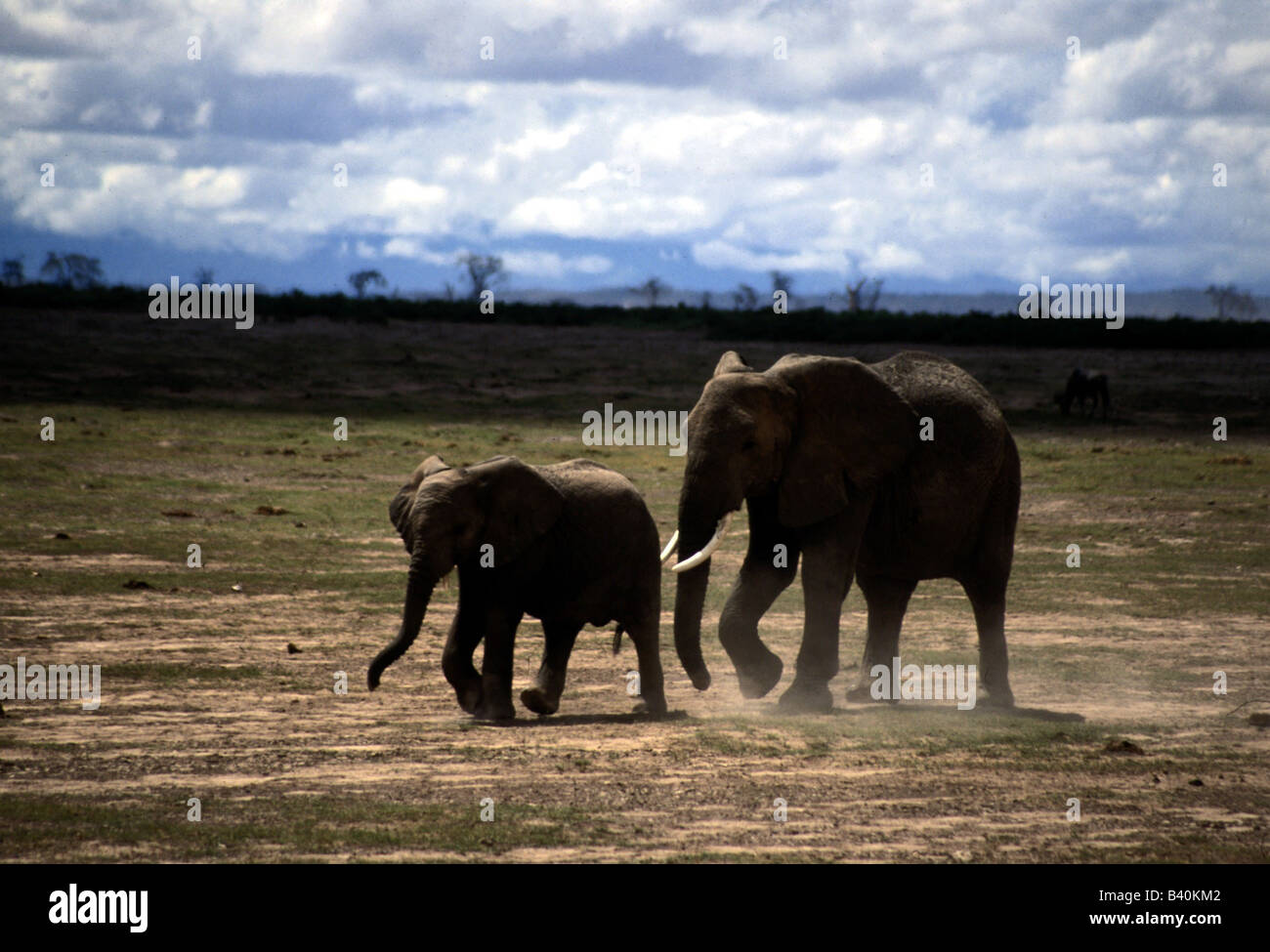 Zoologia / animali, mammifero / di mammifero, Elephantidae, Bush africano Elefante africano (Loxodonta africana), elefante con cub, Amboseli nat Foto Stock