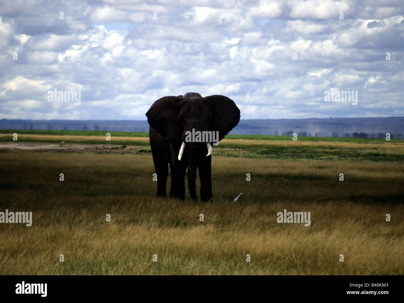 Zoologia / animali, mammifero / di mammifero, Elephantidae, Bush africano Elefante africano (Loxodonta africana), elefante nella steppa, Amboseli na Foto Stock