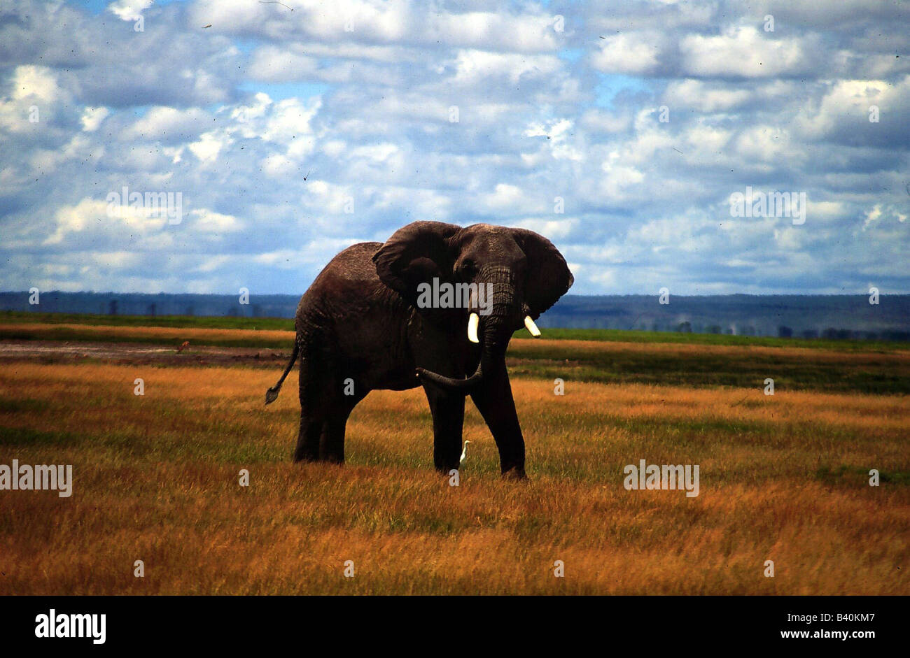Zoologia / animali, mammifero / di mammifero, Elephantidae, Bush africano Elefante africano (Loxodonta africana), elefante nella steppa, Amboseli na Foto Stock