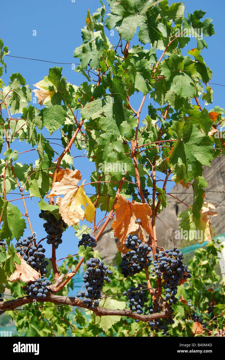 Vitigni con uve a bacca rossa, Meteora, Kalampaka, Trikala, Tessaglia, Grecia Foto Stock