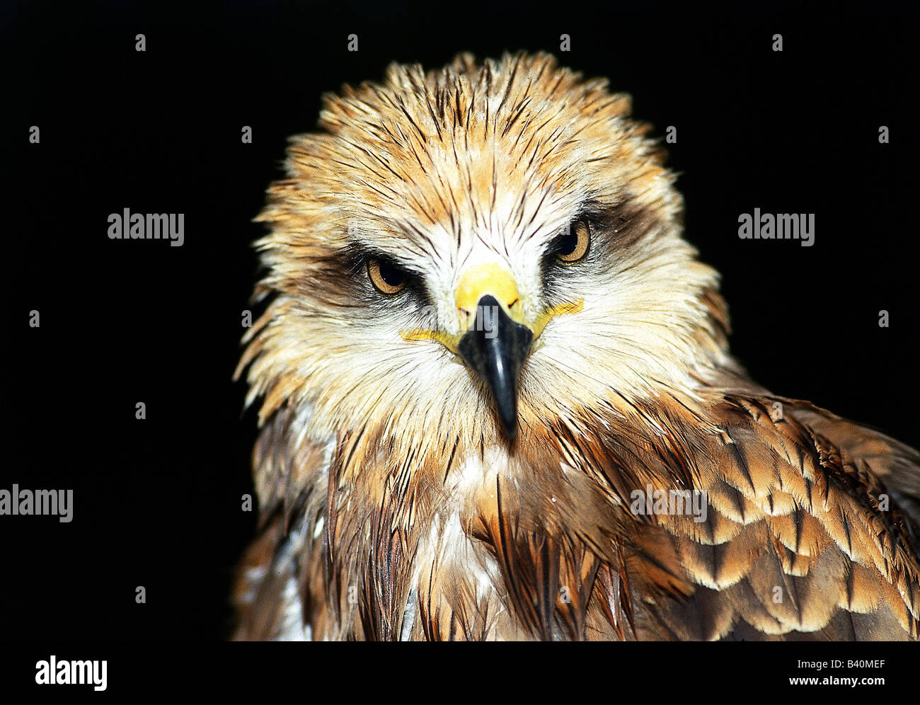 Zoologia / animali, uccelli / uccelli, nibbio reale (Milvus milvus), dettaglio: testa, close-up, distribuzione: Europa, Nord Africa, anim Foto Stock