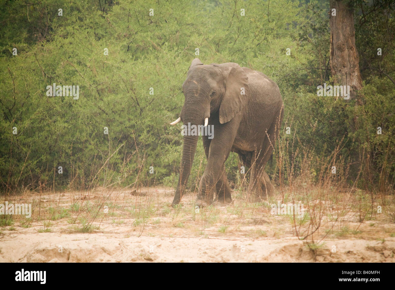Grande elefante Mosi Oa Tunya National Park, Victoria Falls Livingstone,Africa Zambia Foto Stock