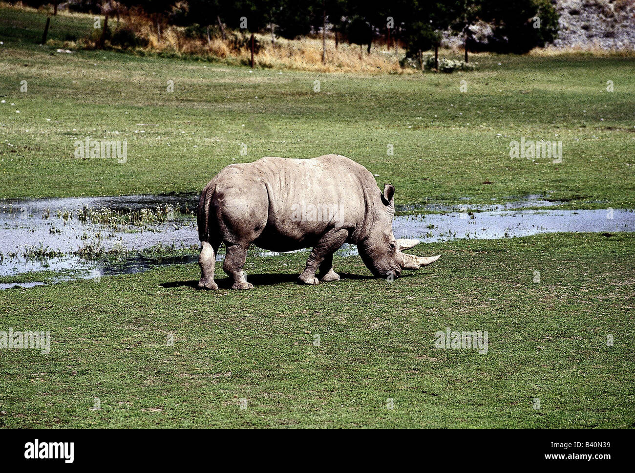 Zoologia / animali, mammifero / di mammifero, Rhinocerotidae, quadrato a labbro rinoceronte (Ceratotherium simum), animale in prato, mangiare, Foto Stock