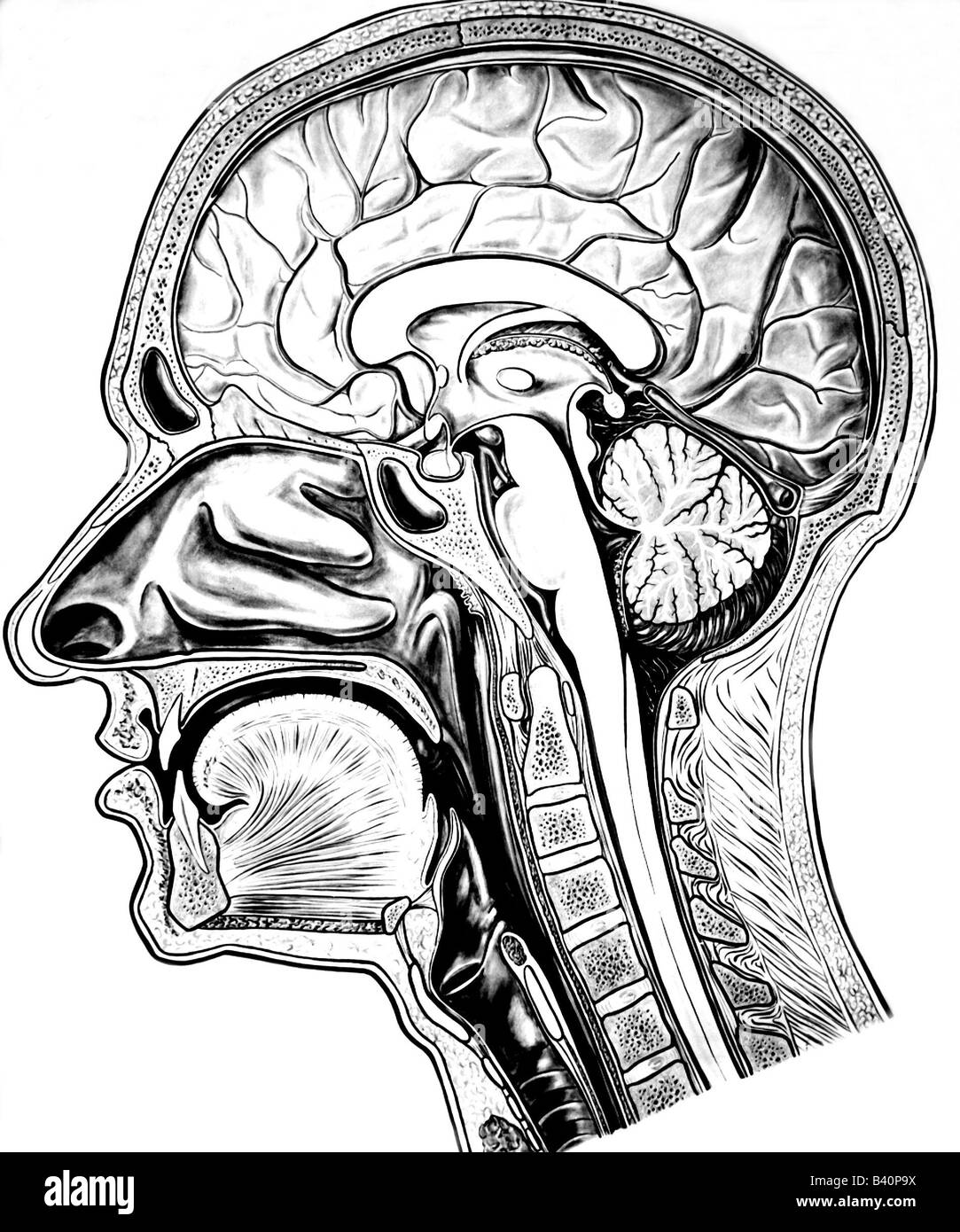 medicina, anatomia, cervico, sezione, testa, cervello, storico, storico, longitudinale, persone, Foto Stock
