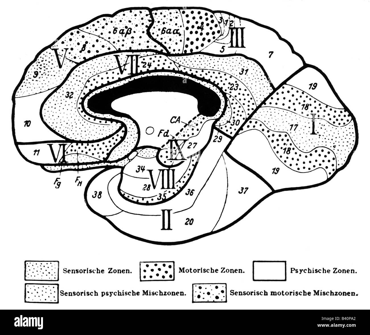 medicina, anatomia, cervico, sezione, testa, cervello, storico, storico, longitudinale, sfere, zone, parti, cervo, corteccia, Foto Stock