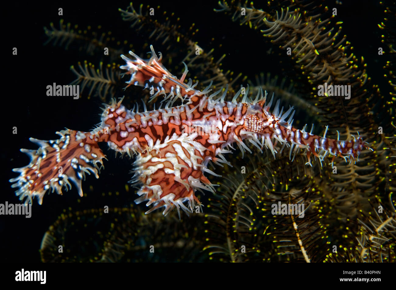 Arlecchino Ghost Pipefish Solenostomus paradoxus Fotografata nello stretto di Lembeh Indonesia Foto Stock