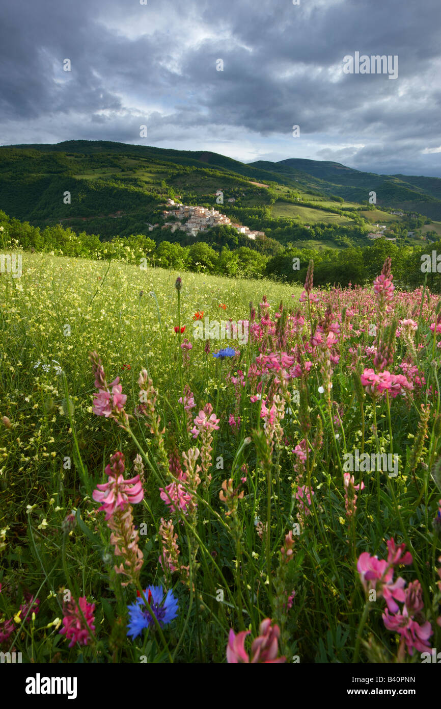 Fiori di primavera che cresce in un campo della Valnerina con Preci oltre,Parco Nazionale dei Monti Sibillini, Umbria, Italia Foto Stock