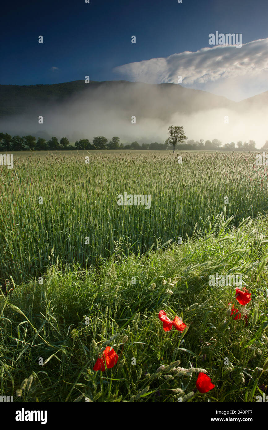 La nebbia giacente su campi intorno a campi in Valnerina, Parco Nazionale dei Monti Sibillini, Umbria, Italia Foto Stock