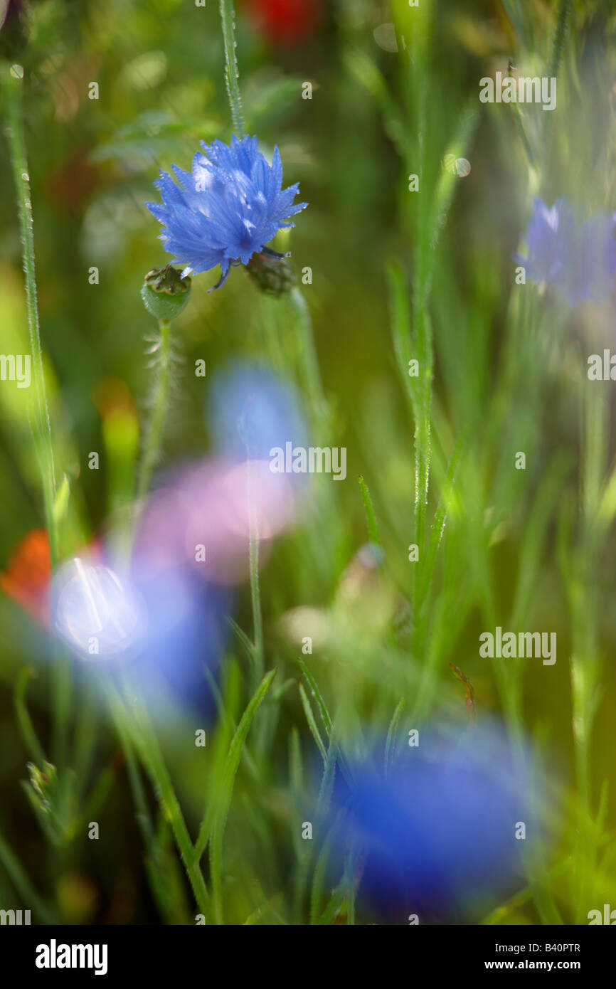 Fiori di Primavera in crescita in Valnerina, Umbria, Italia Foto Stock