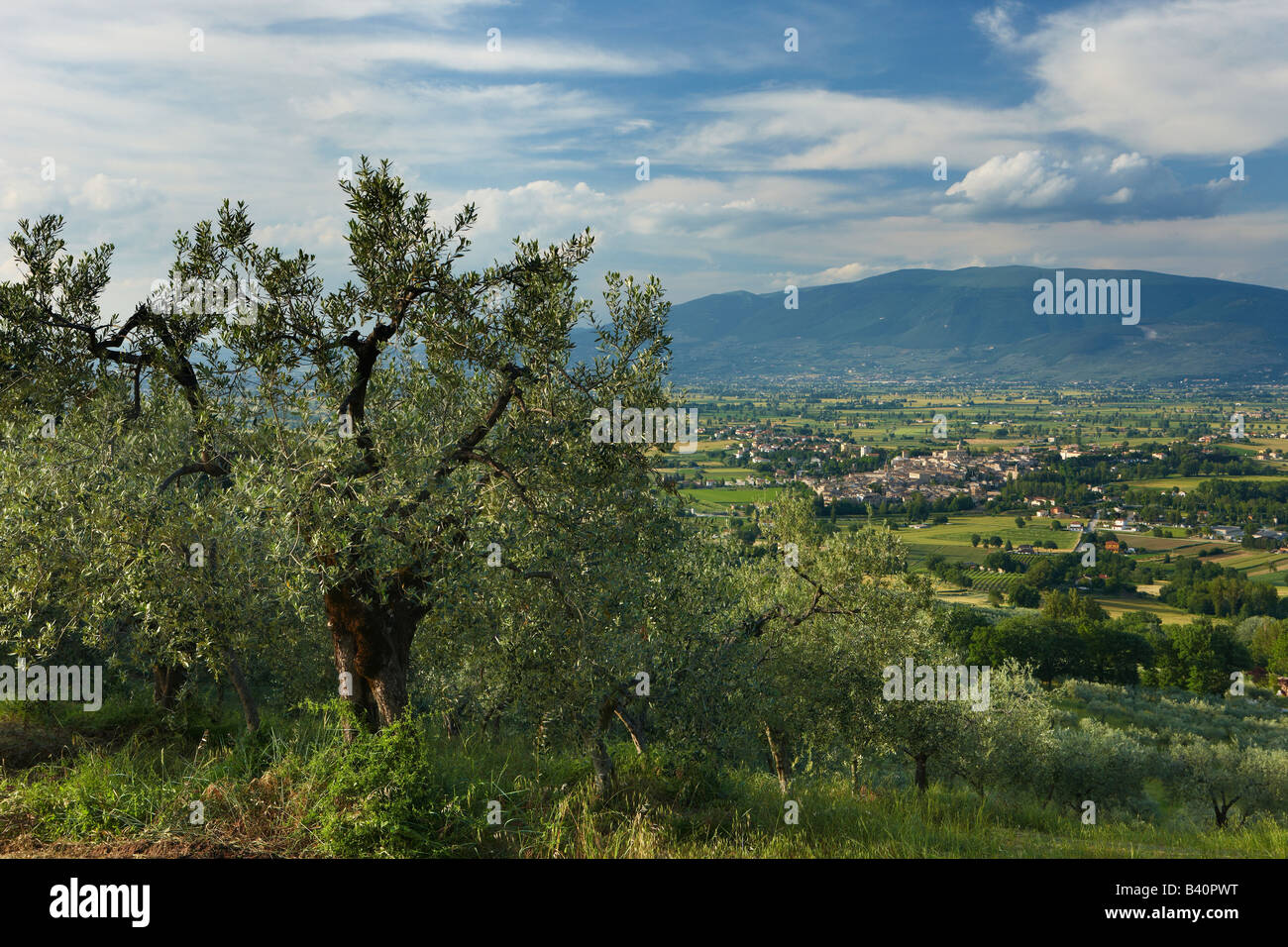 Un oliveto si affaccia su Bevagna e la Val di spoleto, Umbria, Italia Foto Stock