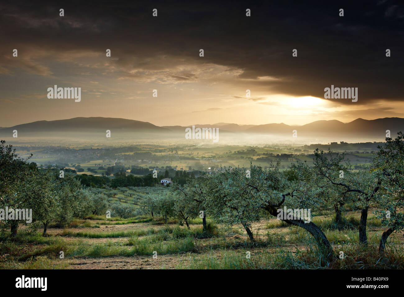 Un oliveto si affaccia su Bevagna e la Val di Spoleto all'alba, Umbria, Italia Foto Stock