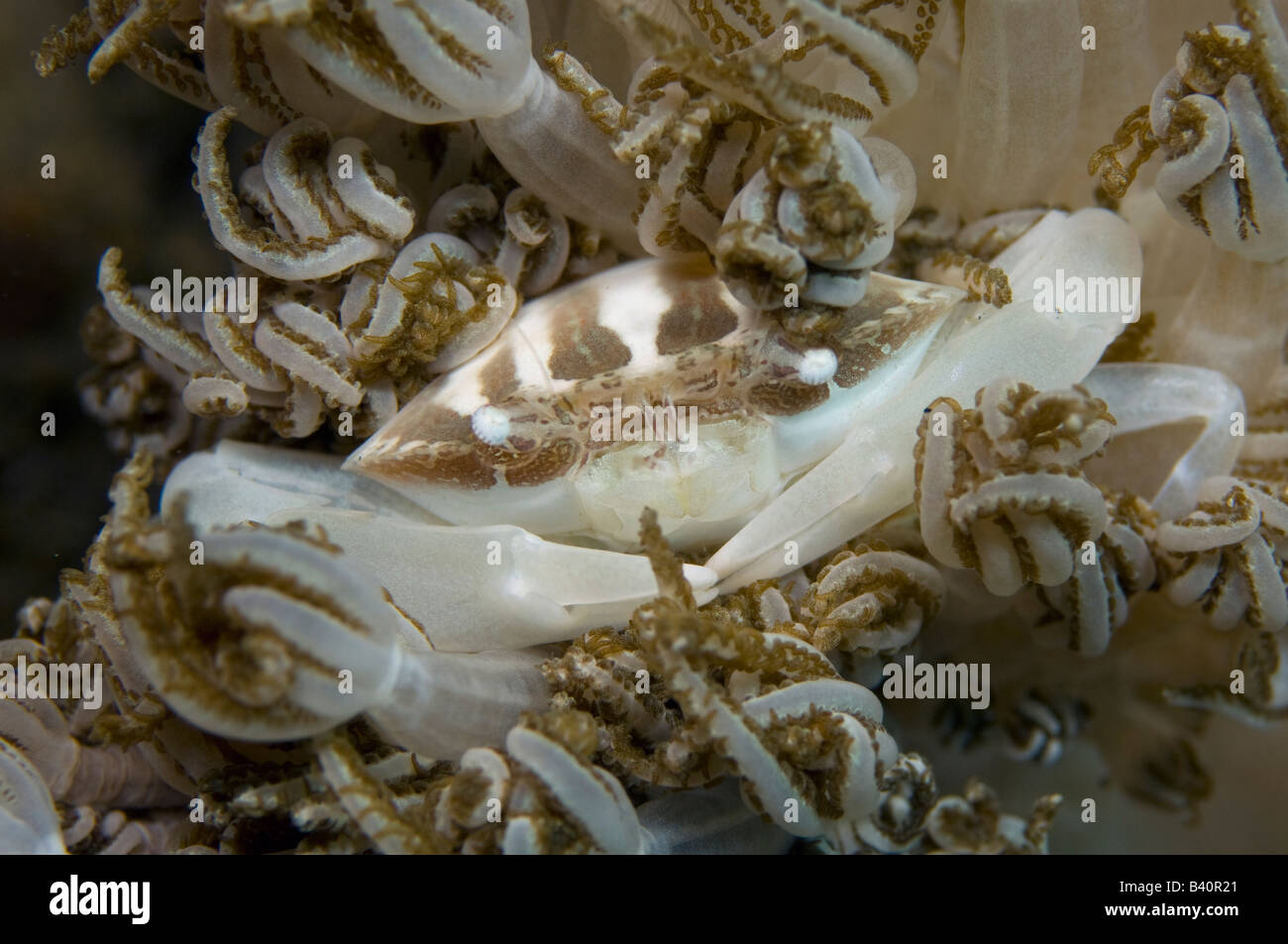 Unidentified porcellana Porcellana di granchio sp nascondendo in Soft Coral nello stretto di Lembeh Indonesia Foto Stock