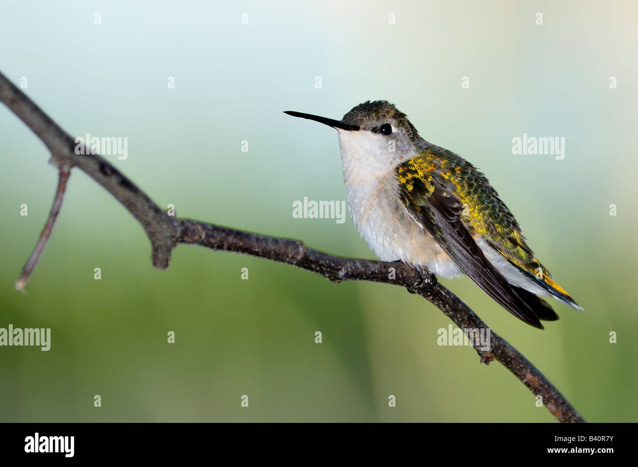 Una femmina di Ruby throated Hummingbird, archilochus colubris, appollaiate su un ramo in Oklahoma, Stati Uniti d'America. Foto Stock